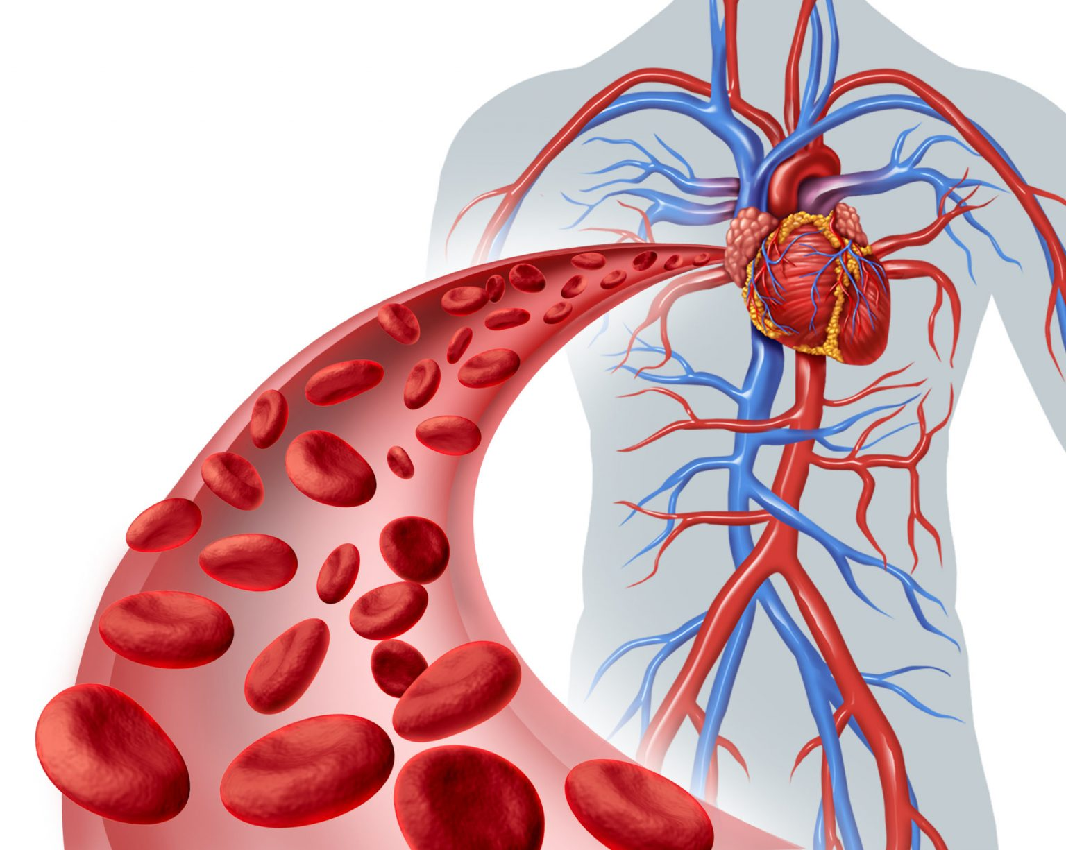 Microcirculation Blood Flow